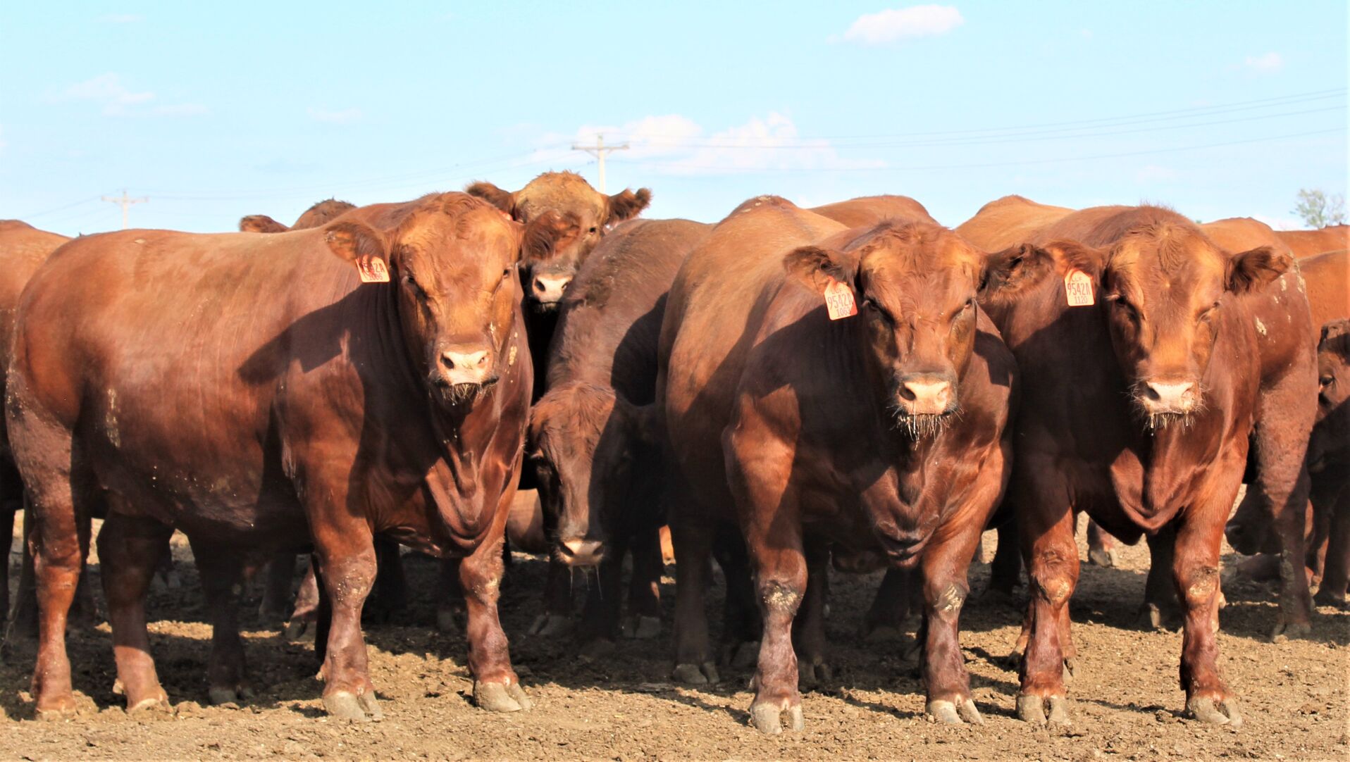FL New Steer Photo